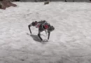 Cientistas ensinam cão-robô a andar na Lua