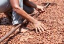 Empresa desenvolve chocolate amazônico com impacto socioambiental