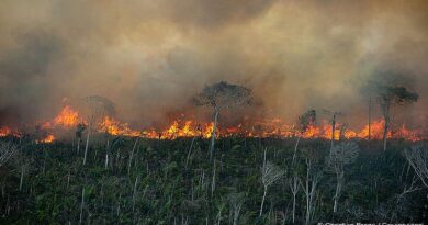 MP que libera recursos para combater queimadas na Amazônia é aprovada no Senado