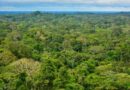Desmatamento cai 32,4% no Brasil em 2024, mostra estudo
