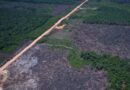 Vias ilegais perto da BR-319 avançam em áreas protegidas na Amazônia