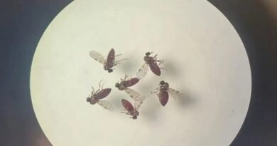 Estudo explica diferença de sintomas entre febre do Oropouche e dengue