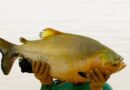 Peixe mais consumido da Amazônia pode ter pesca proibida; entenda o que está acontecendo com o tambaqui