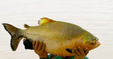 Peixe mais consumido da Amazônia pode ter pesca proibida; entenda o que está acontecendo com o tambaqui