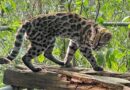 Nova espécie de felino é identificada em florestas da Bolívia