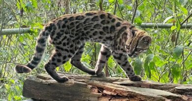 Nova espécie de felino é identificada em florestas da Bolívia Nova espécie de felino é identificada em florestas da Bolívia