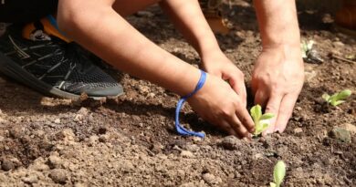 Entidades pedem apoio de candidatos em defesa da agroecologia